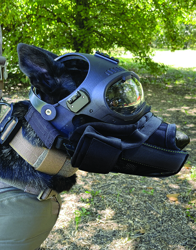 malinoise dog wearing muzzle